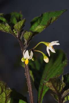 Image of European Black Nightshade