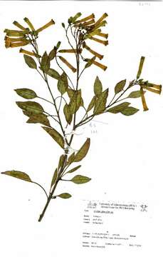 Image of tree tobacco