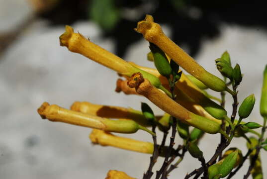 Image of tree tobacco