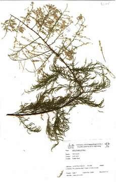 Image of five-stamen tamarisk