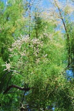 Image of five-stamen tamarisk