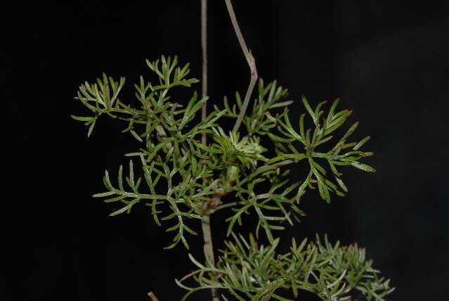 Imagem de Geranium incanum Burm. fil.