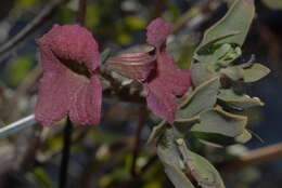 Imagem de Salvia lanceolata Lam.