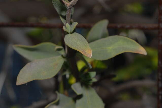 Imagem de Salvia lanceolata Lam.