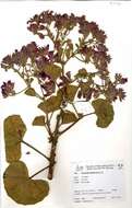 Imagem de Pelargonium cucullatum (L.) L'Her.