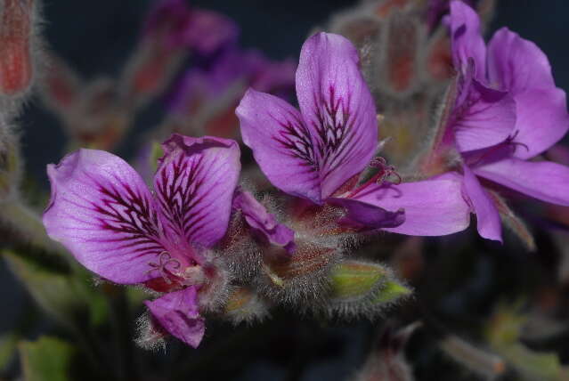 Imagem de Pelargonium cucullatum (L.) L'Her.