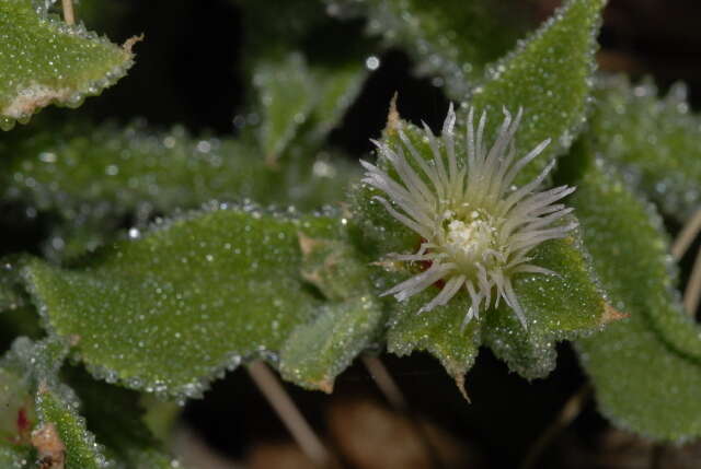 Image of common iceplant