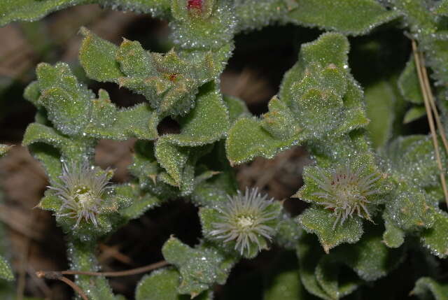 Image of common iceplant