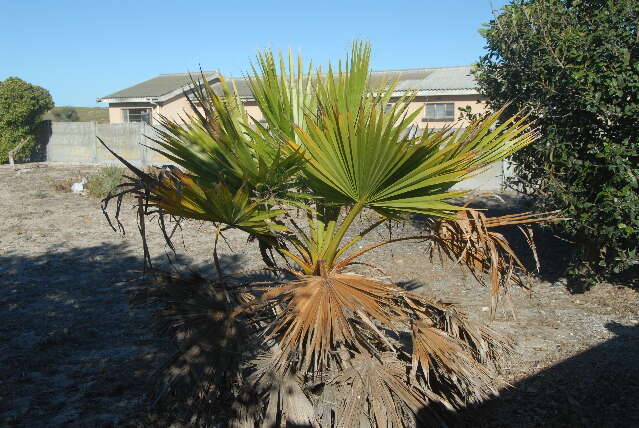 Washingtonia robusta H. Wendl. resmi