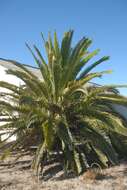 Image of Canary Island date palm