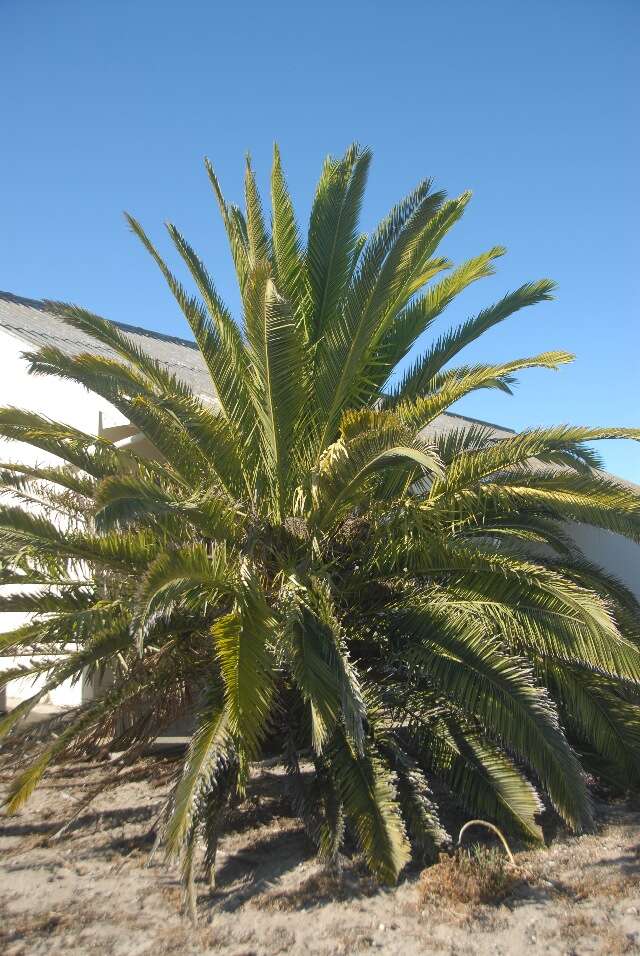 Image of Canary Island date palm