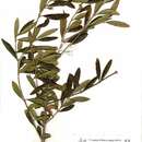 Image of Olea europaea subsp. cuspidata (Wall. & G. Don) Cif.