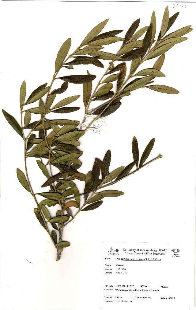 Image of olive family