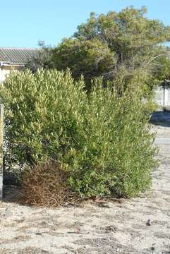 Image de Olea europaea subsp. cuspidata (Wall. & G. Don) Cif.