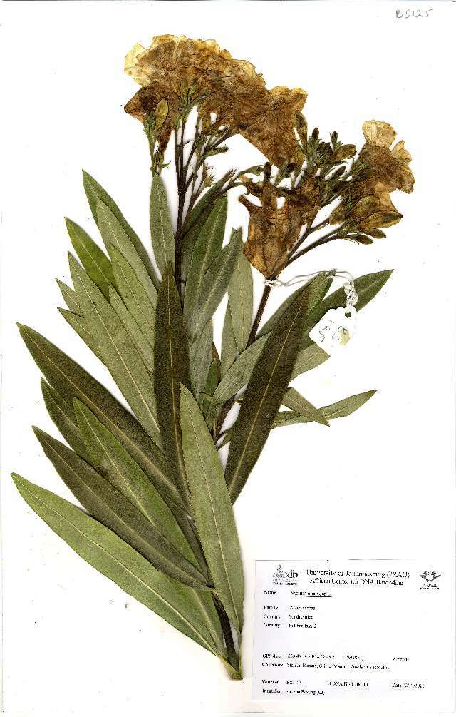 Image of Oleander