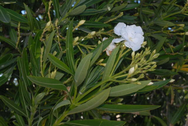 Image of Oleander