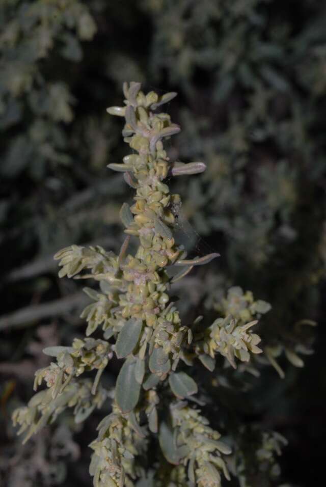 Image of Exomis microphylla (Thunb.) Aell.