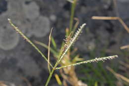 Image of Bermudagrass