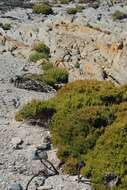 Image of Perennial Glasswort