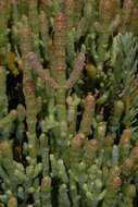 Image of Perennial Glasswort