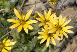 Image of Capeweed