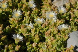 Image of Disphyma crassifolium (L.) L. Bol.