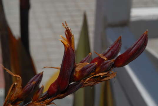 Image of New Zealand flax