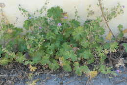 Imagem de Geranium molle L.