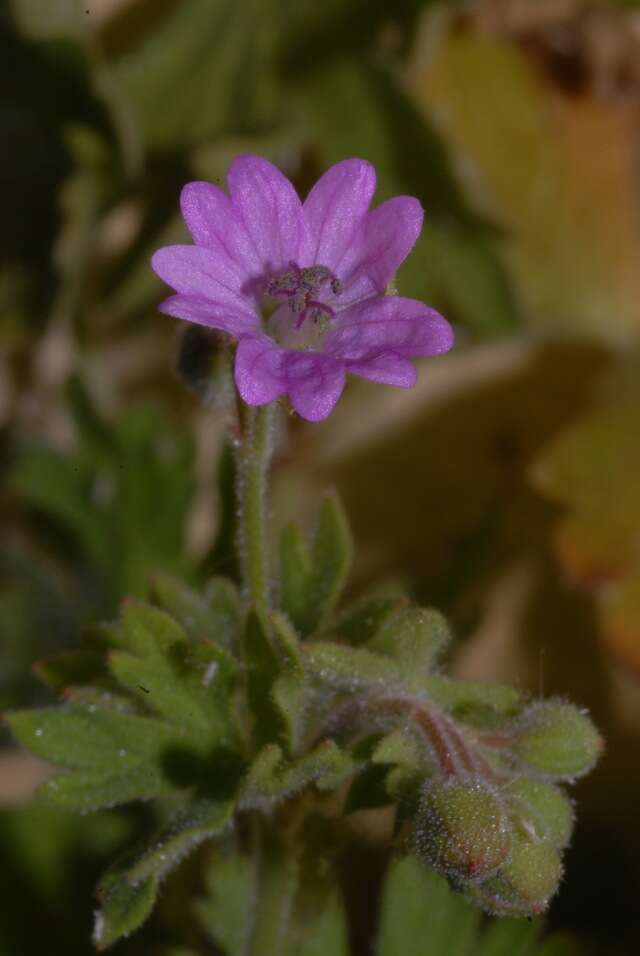 Imagem de Geranium molle L.