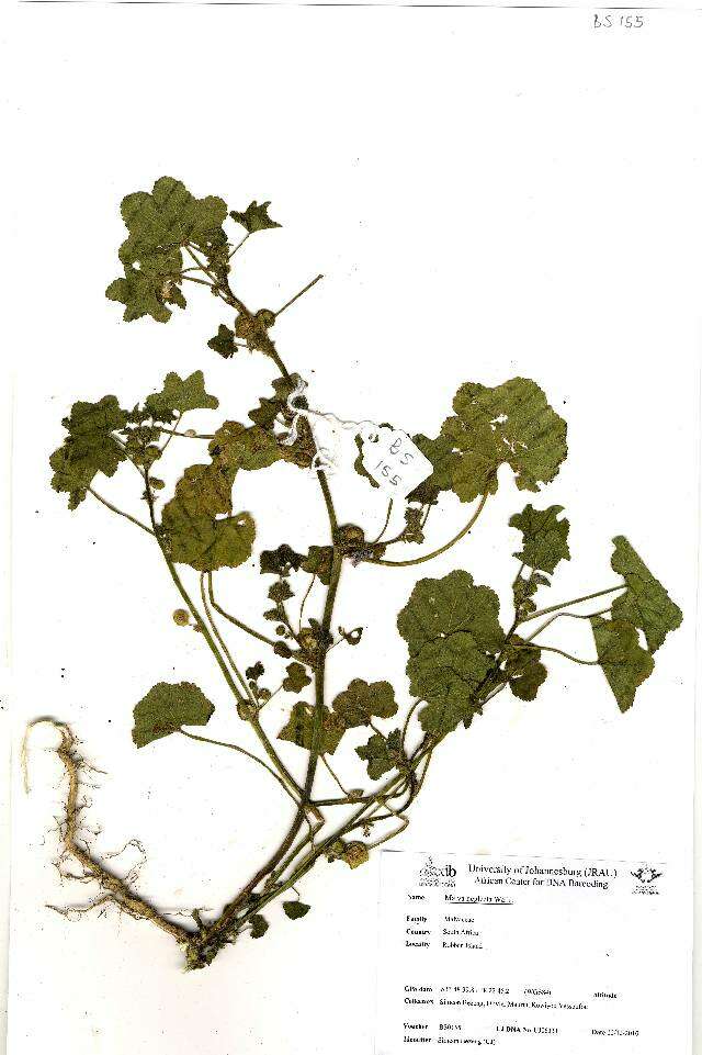 Image of common mallow