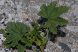 Image of common mallow