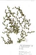 Image of Euphorbia drummondii Boiss.