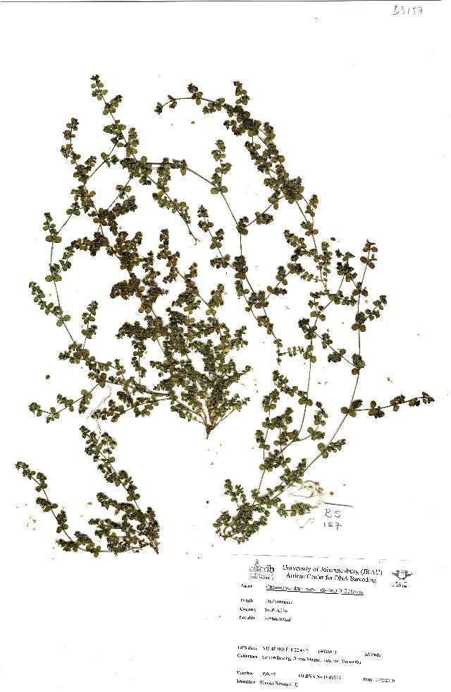 Image of Euphorbia drummondii Boiss.