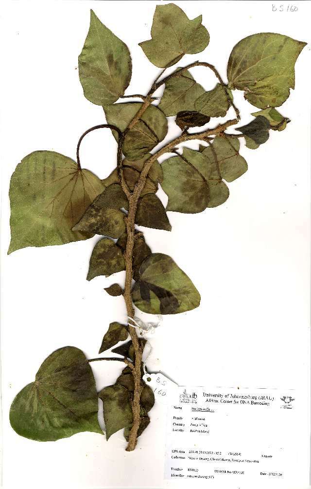 Image of English ivy