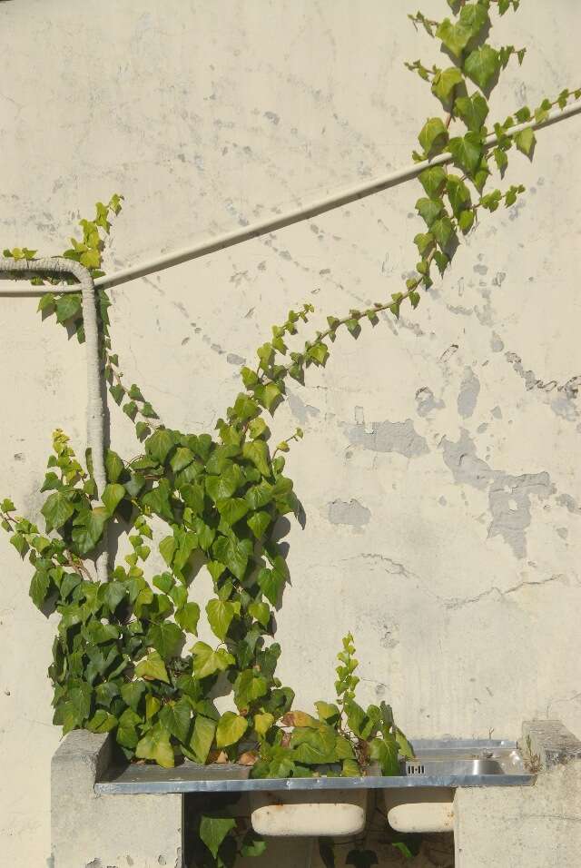 Image of English ivy