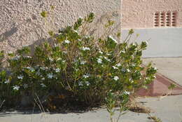 Image of Madagascar periwinkle