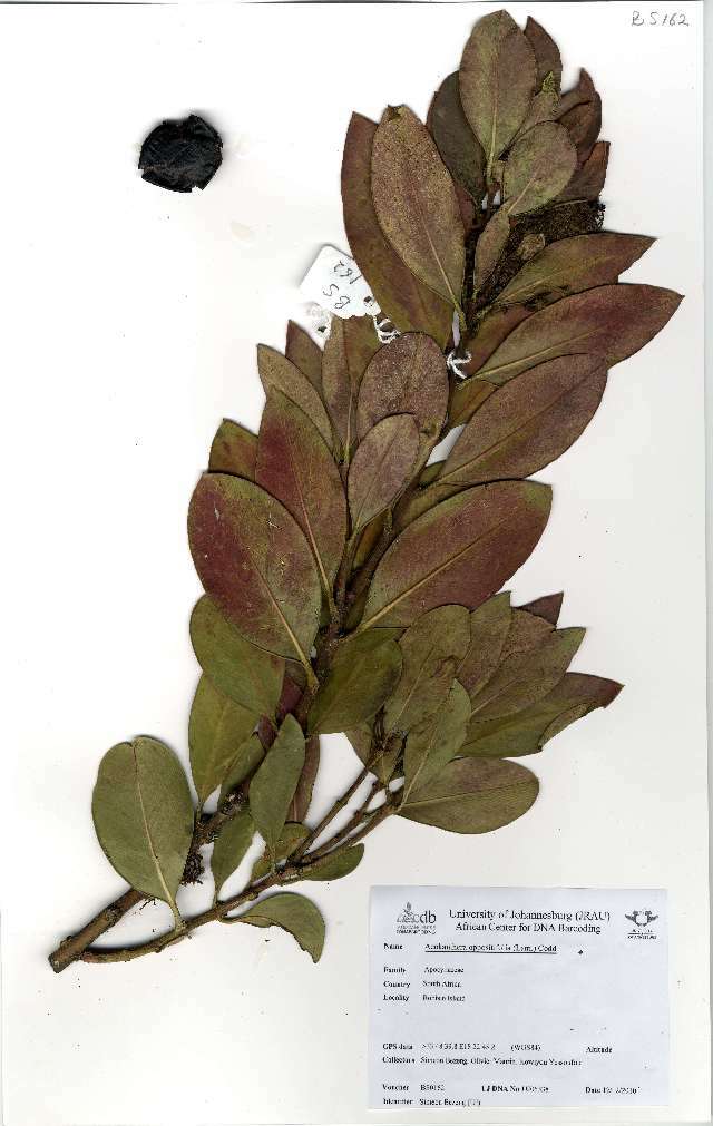 Image of Common Poison Bush