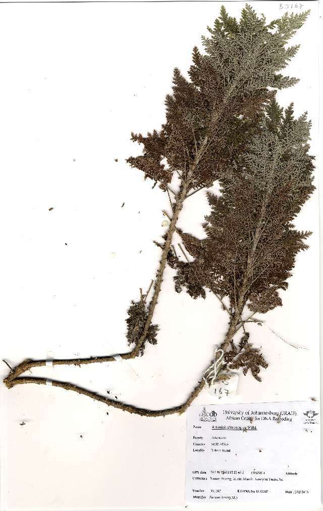 Image of wild wormwood