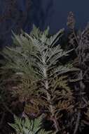 Image of wild wormwood