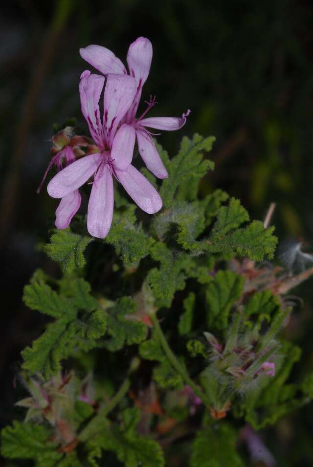 Imagem de Pelargonium capitatum (L.) L'Her.