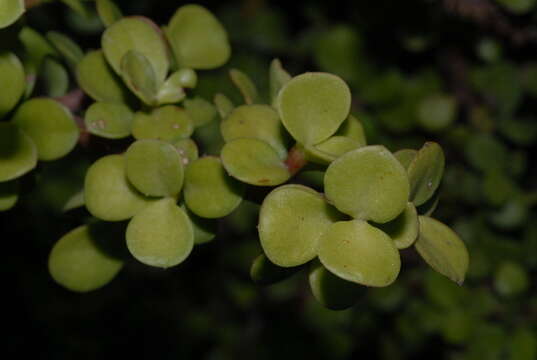 Image of portulacaria