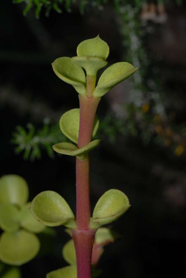 Image of portulacaria