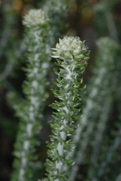 Image of Common Flowerbush