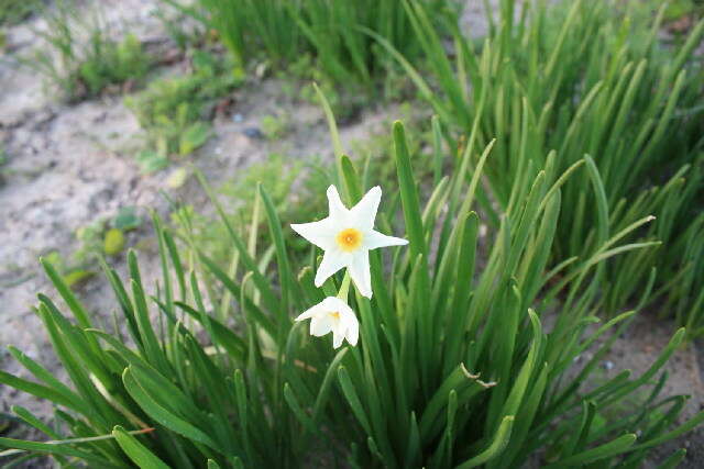 Image of daffodil