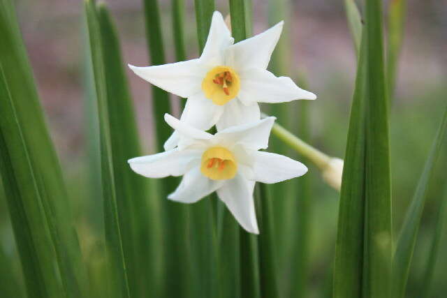 Image of daffodil