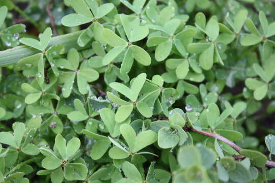 Image of Bermuda buttercup