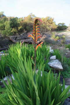 Image of African cornflag