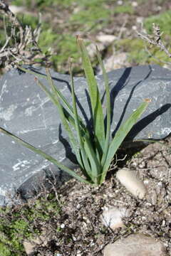 Слика од Trachyandra ciliata (L. fil.) Kunth