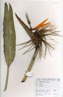 Image of Bird of paradise plant