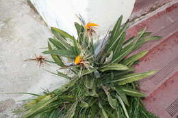 Image of Bird of paradise plant